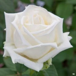 Queen Mary 2™ Rose