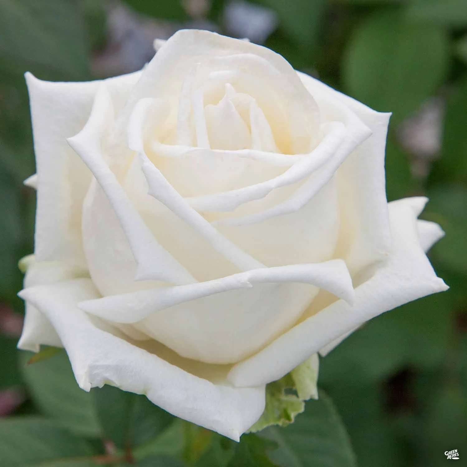 Queen Mary 2™ Rose 1 Queen Mary 2™ Rose