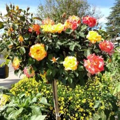 Rose 'Rio Samba' -Fresh Tree Shop Rosa HybridTea RioSamba PatioTree