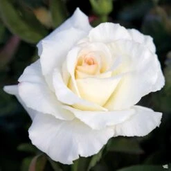 Secret's Out!™ Rose