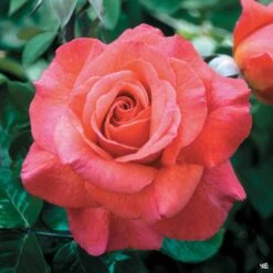 Rose 'Sedona'