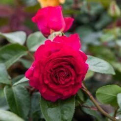 Fresh Tree Shop -Fresh Tree Shop Rosa HybridTea Stiletto02