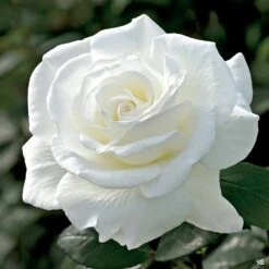 Sugar Moon™ Rose