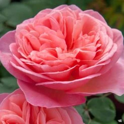 Rose 'Sweet Mademoiselle'