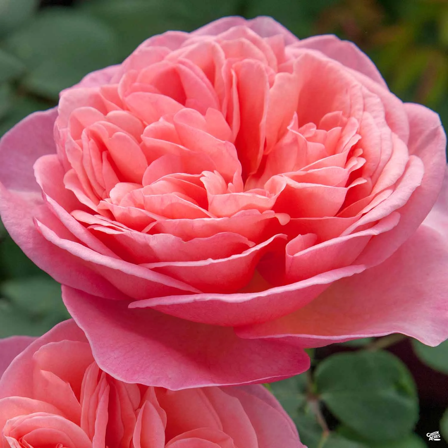 Rose 'Sweet Mademoiselle' 1 Rose 'Sweet Mademoiselle'