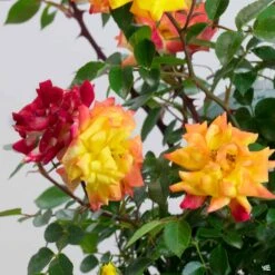 Miniature Rose 'Rainbow's End'