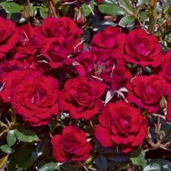 Ruby Ruby™ Miniature Rose