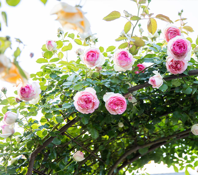 Fresh Tree Shop -Fresh Tree Shop