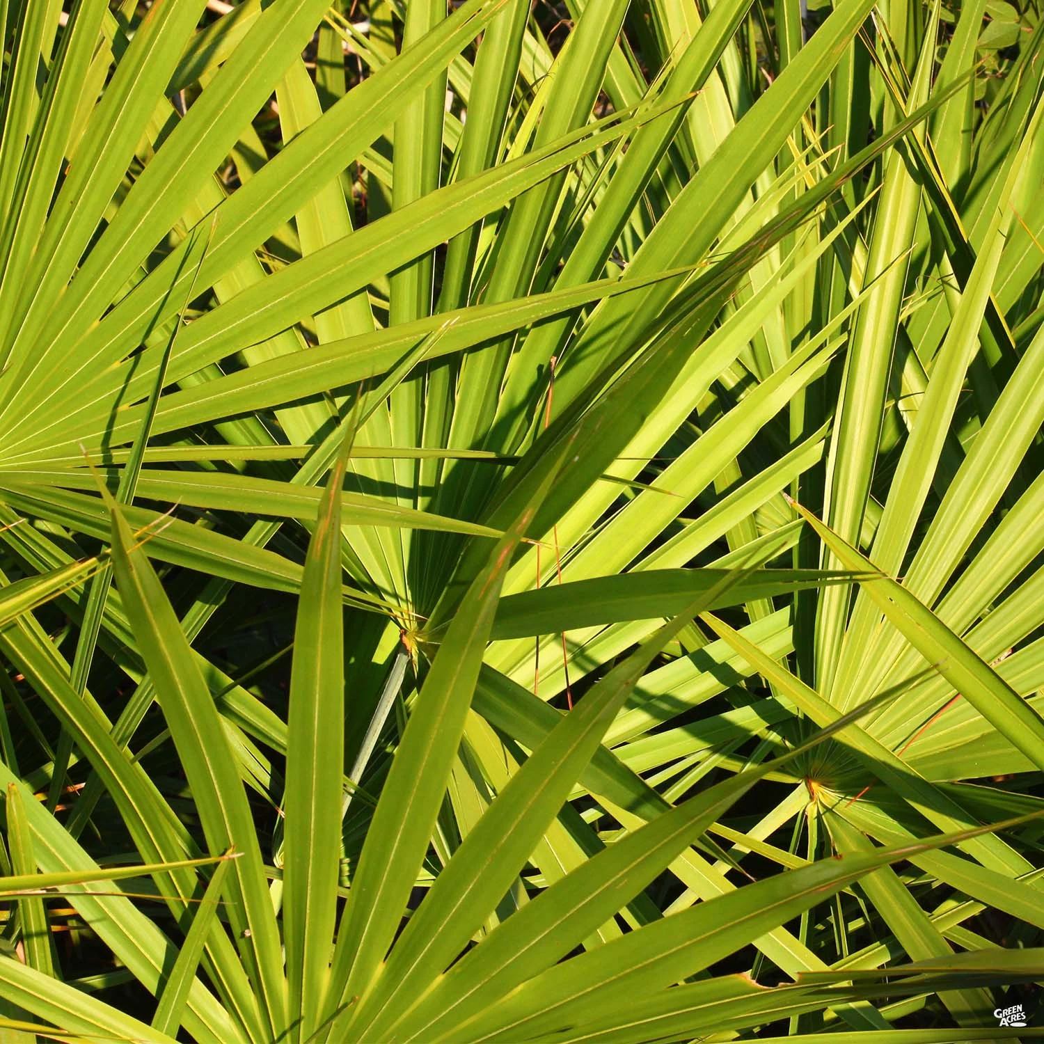 Dwarf Palmetto 1 Dwarf Palmetto