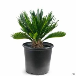 Sago Palm 9 Sago Palm -Fresh Tree Shop SagoPalm CycasRevoluta 10in 6658ee87 9b68 4cfd 8acd 61fa9cbdaf6b
