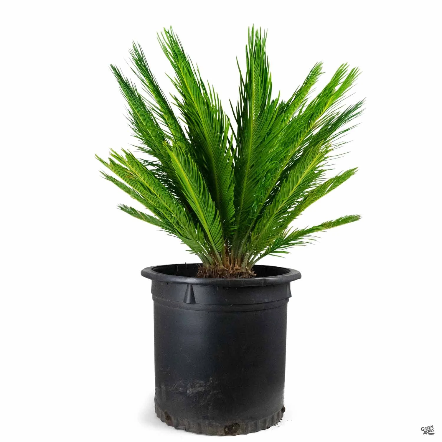 Sago Palm 6 Sago Palm - Image 6