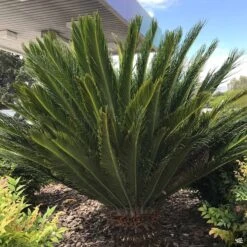 Sago Palm