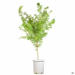 Coral Bark Maple -Fresh Tree Shop SangoKaku 15gal 5045445e 0aa2 4bd1 a173 dbb484af7bcc