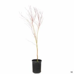 Coral Bark Maple -Fresh Tree Shop SangoKaku 5gal NoFoliage 1b6a9c84 deb1 49ef 824f 77b0b9773874
