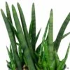 Cylindrical Snake Plant