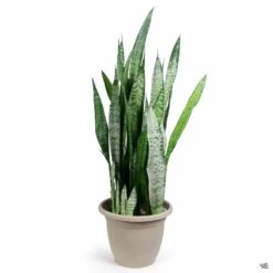 Snake Plant 'Zeylanica' -Fresh Tree Shop Sansevieria Zeylanica 12inCachePot