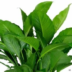 Peace Lily 'Sweet Pablo'