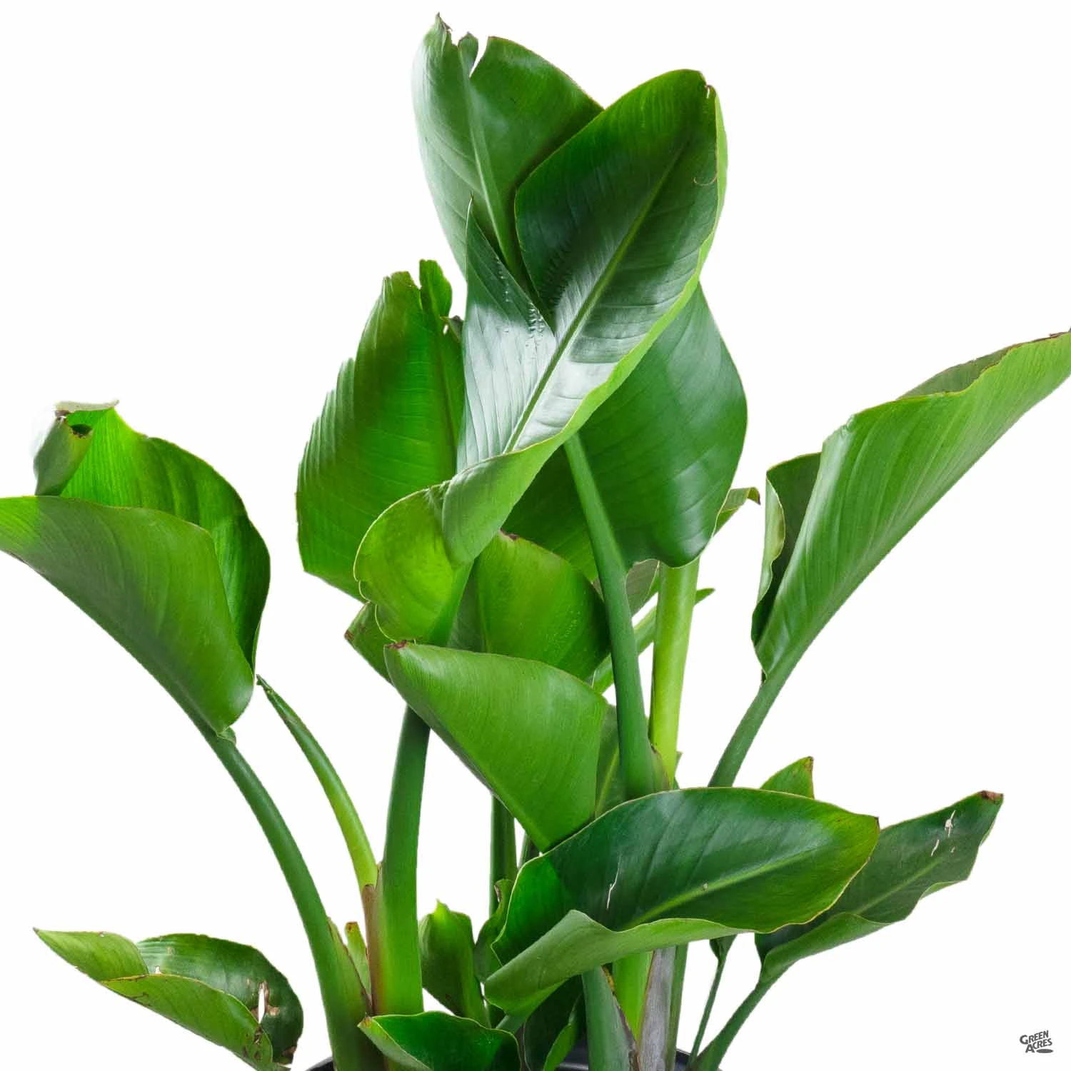 Giant Bird Of Paradise | Houseplant 1 Giant Bird Of Paradise | Houseplant