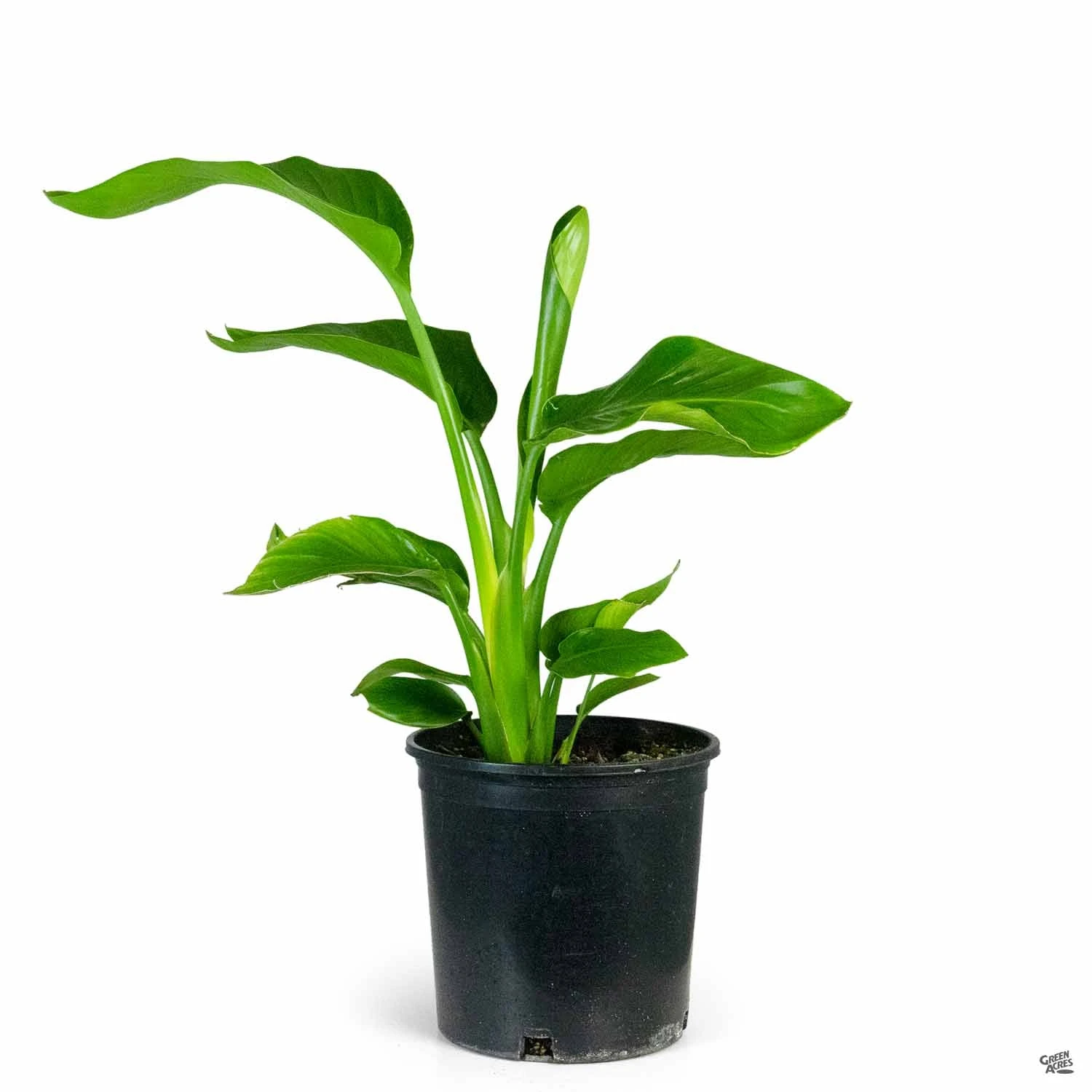 Giant Bird Of Paradise | Houseplant 2 Giant Bird Of Paradise | Houseplant - Image 2