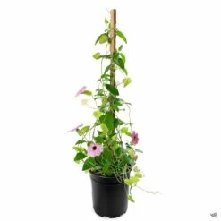 Black-Eyed Susan Vine -Fresh Tree Shop Thunbergia BlackEyedSusan Pink 1gal 700ec8e5 1686 49ee bd7f f09621d61e01