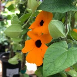 Black-Eyed Susan Vine -Fresh Tree Shop Thunbergia BlackEyedSusan SunnySusyRedOrange