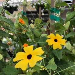 Fresh Tree Shop -Fresh Tree Shop Thunbergia BlackEyedSusan Vining