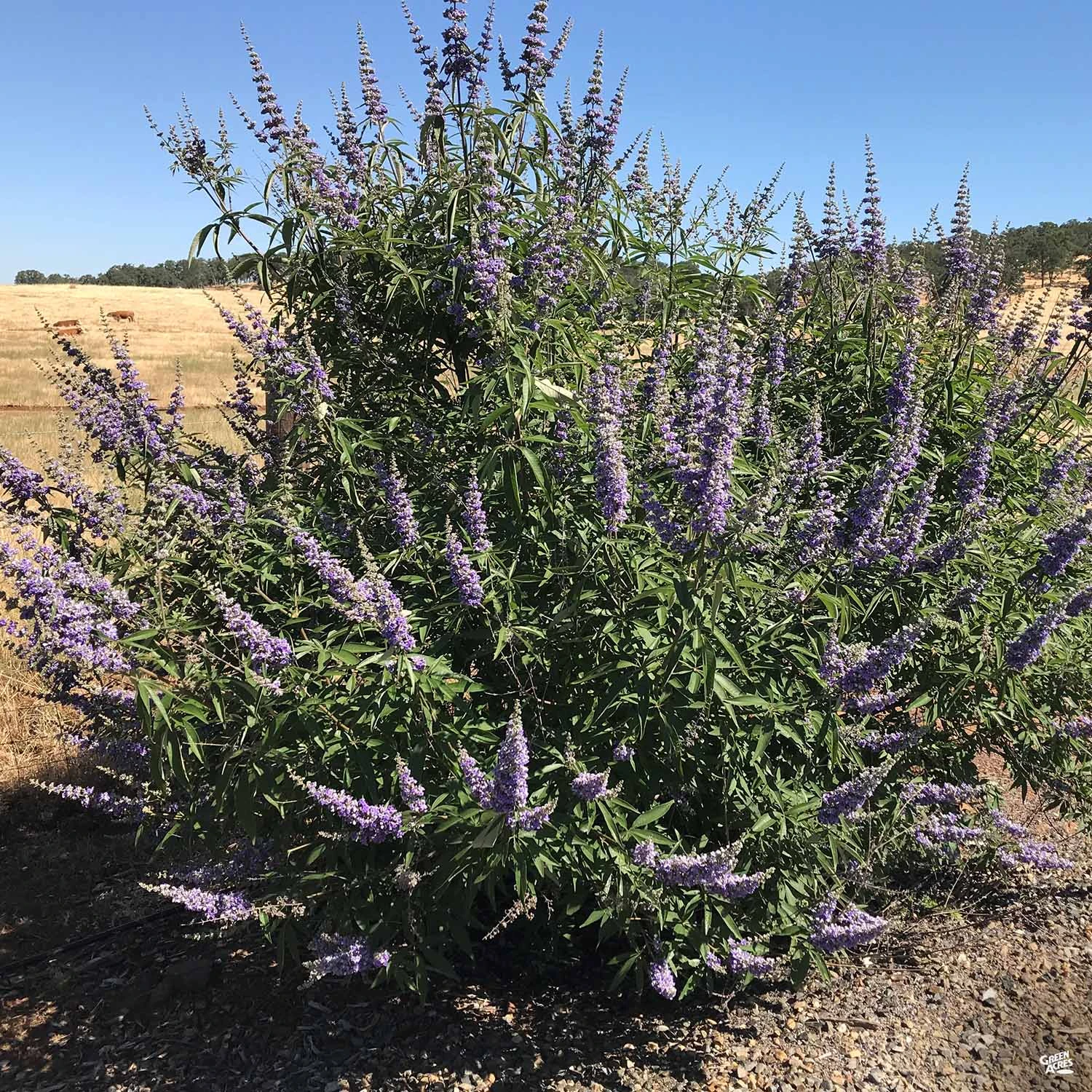 Chaste Tree Multi-Trunk 1 Chaste Tree Multi-Trunk