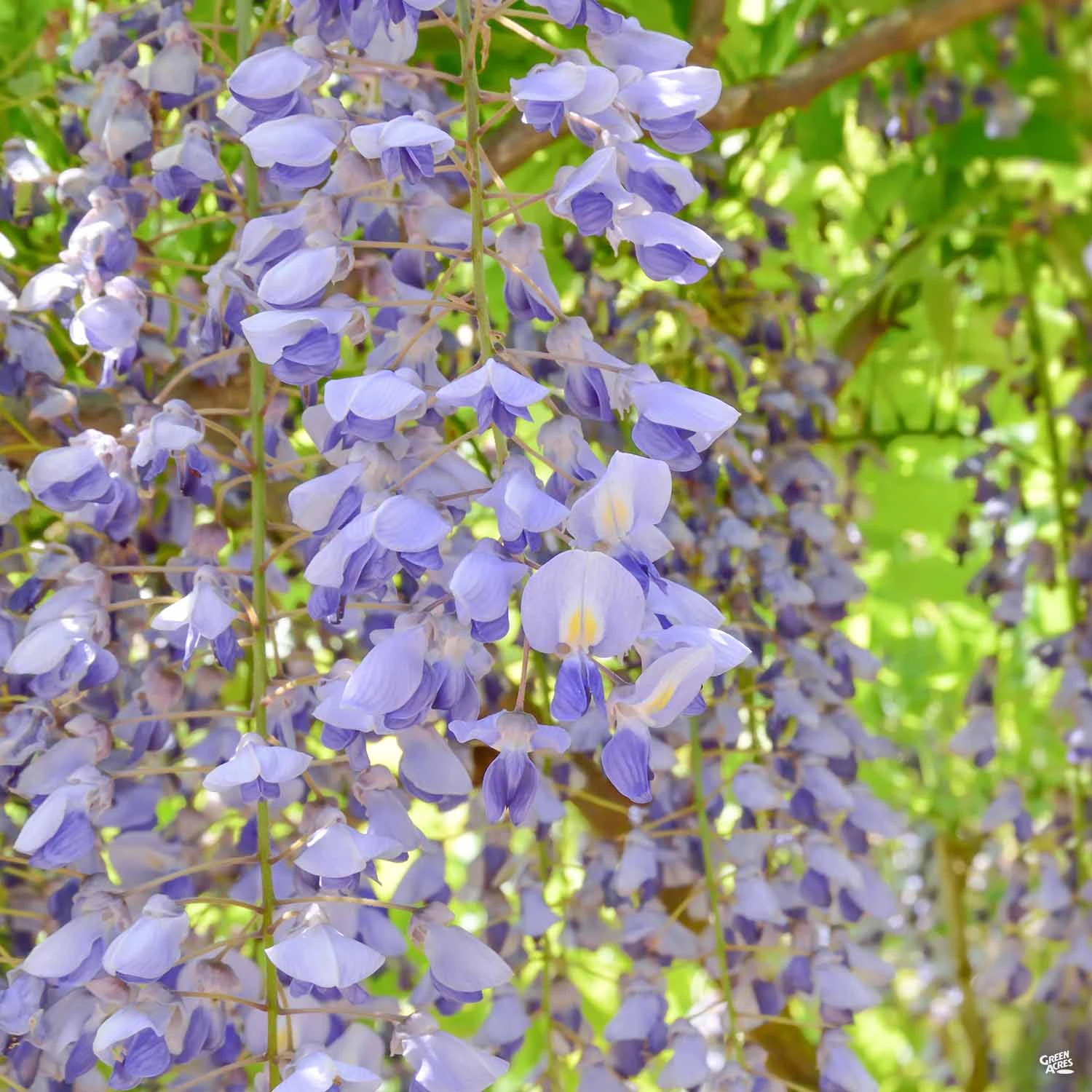 Wisteria Staked 1 Wisteria Staked