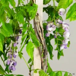 Wisteria 'Caroline' Staked