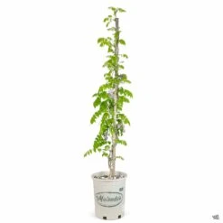 Fresh Tree Shop -Fresh Tree Shop Wisteria Caroline 5galStk