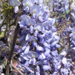 Fresh Tree Shop -Fresh Tree Shop Wisteria CookesPurple