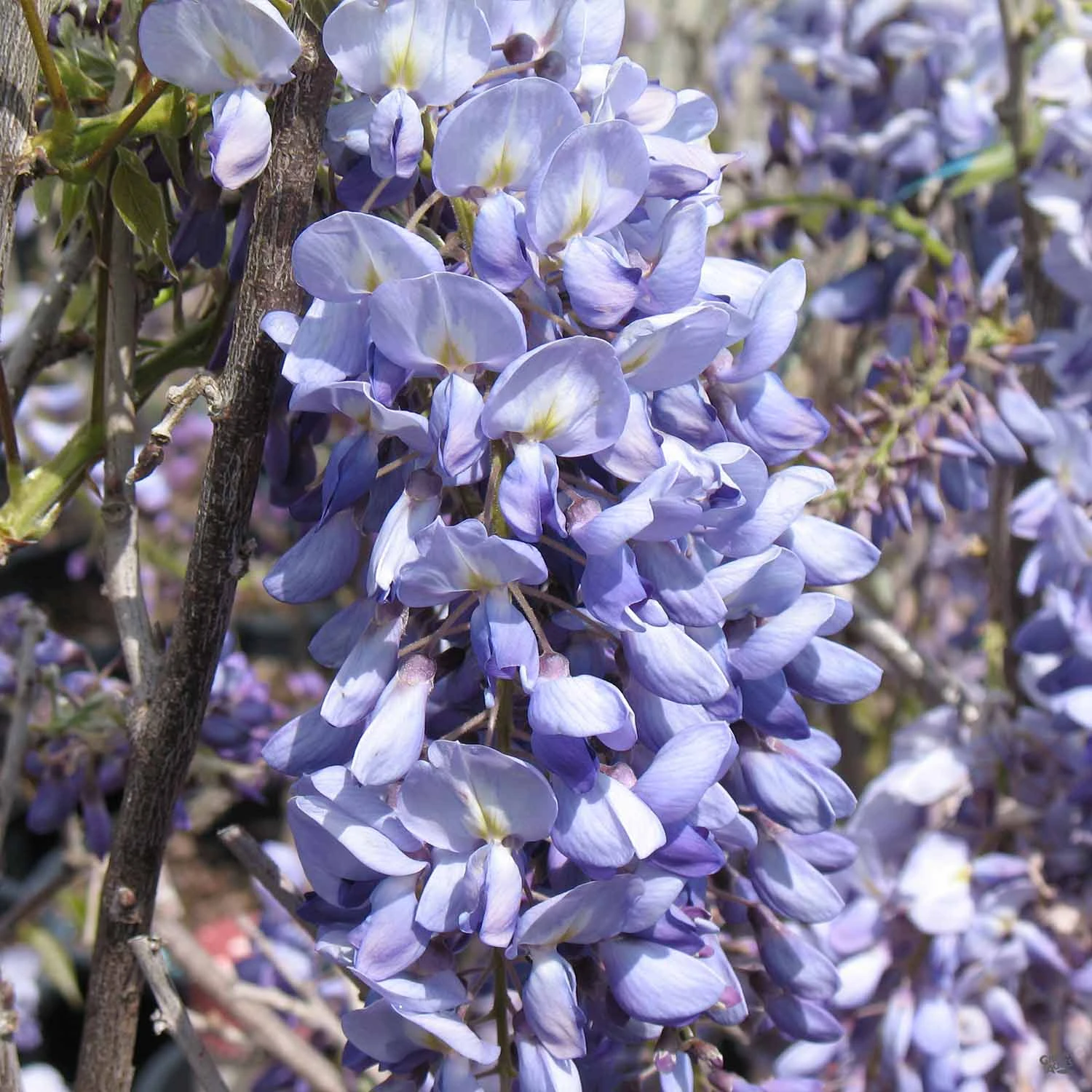 Wisteria 'Cooke's Purple' Staked 2 Wisteria 'Cooke's Purple' Staked - Image 2