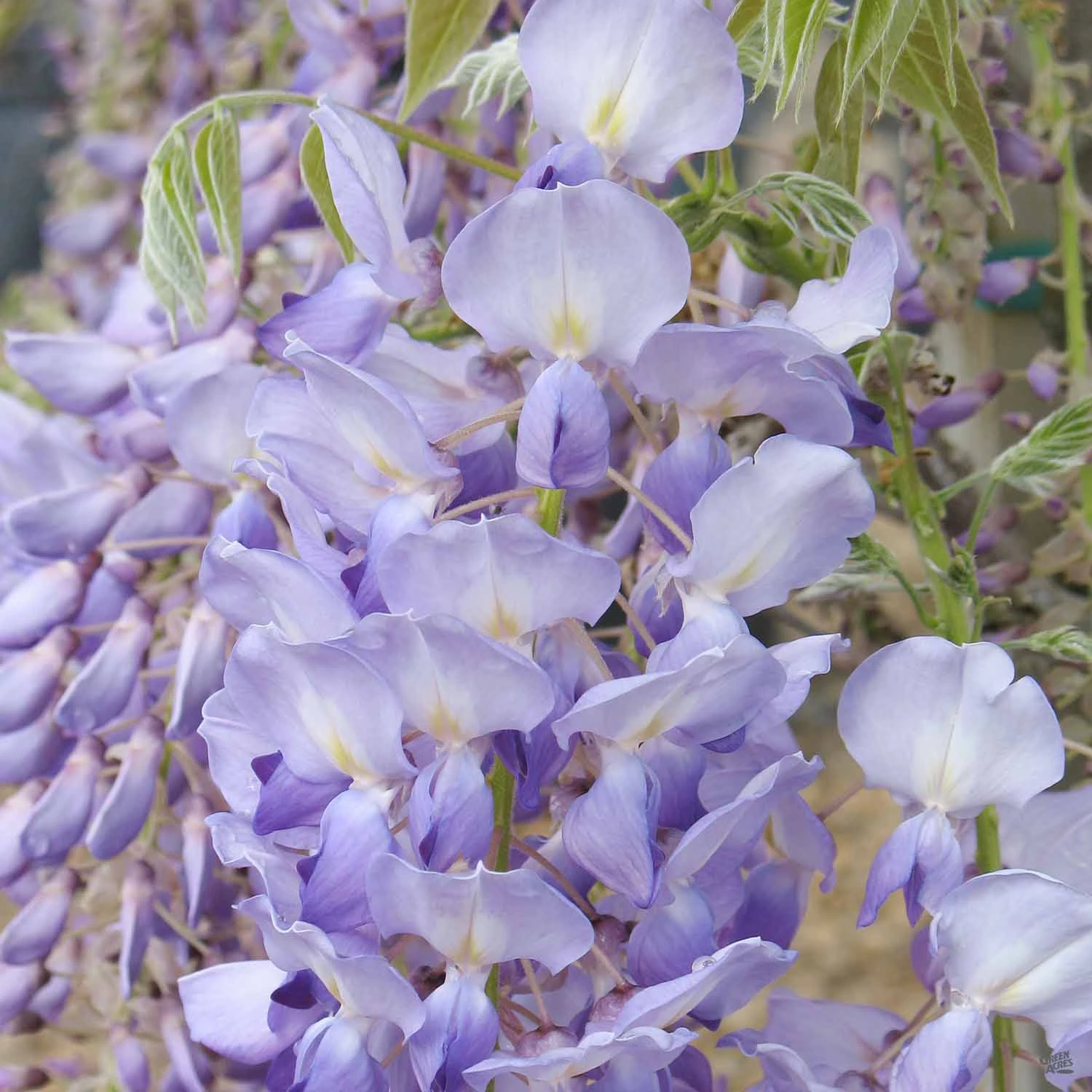 Wisteria 'Cooke's Purple' Staked 3 Wisteria 'Cooke's Purple' Staked - Image 3