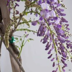 Wisteria 'Cooke's Purple' Staked 8 Wisteria 'Cooke's Purple' Staked -Fresh Tree Shop Wisteria CookesPurple Tendril