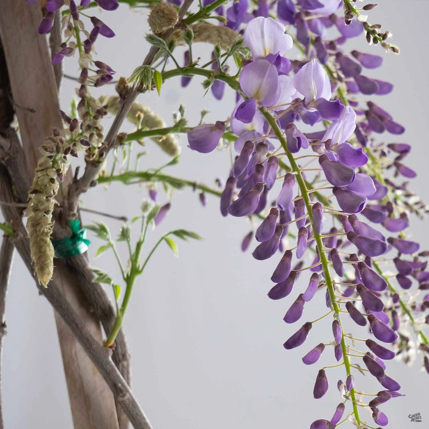 Wisteria 'Cooke's Purple' Staked 4 Wisteria 'Cooke's Purple' Staked - Image 4