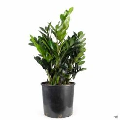 ZZ Plant 'Oscura' -Fresh Tree Shop ZZPlant Oscura 10in
