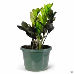 ZZ Plant 'Oscura' -Fresh Tree Shop ZZPlant Oscura 8in