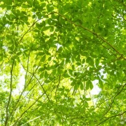 Zelkova 'Village Green'