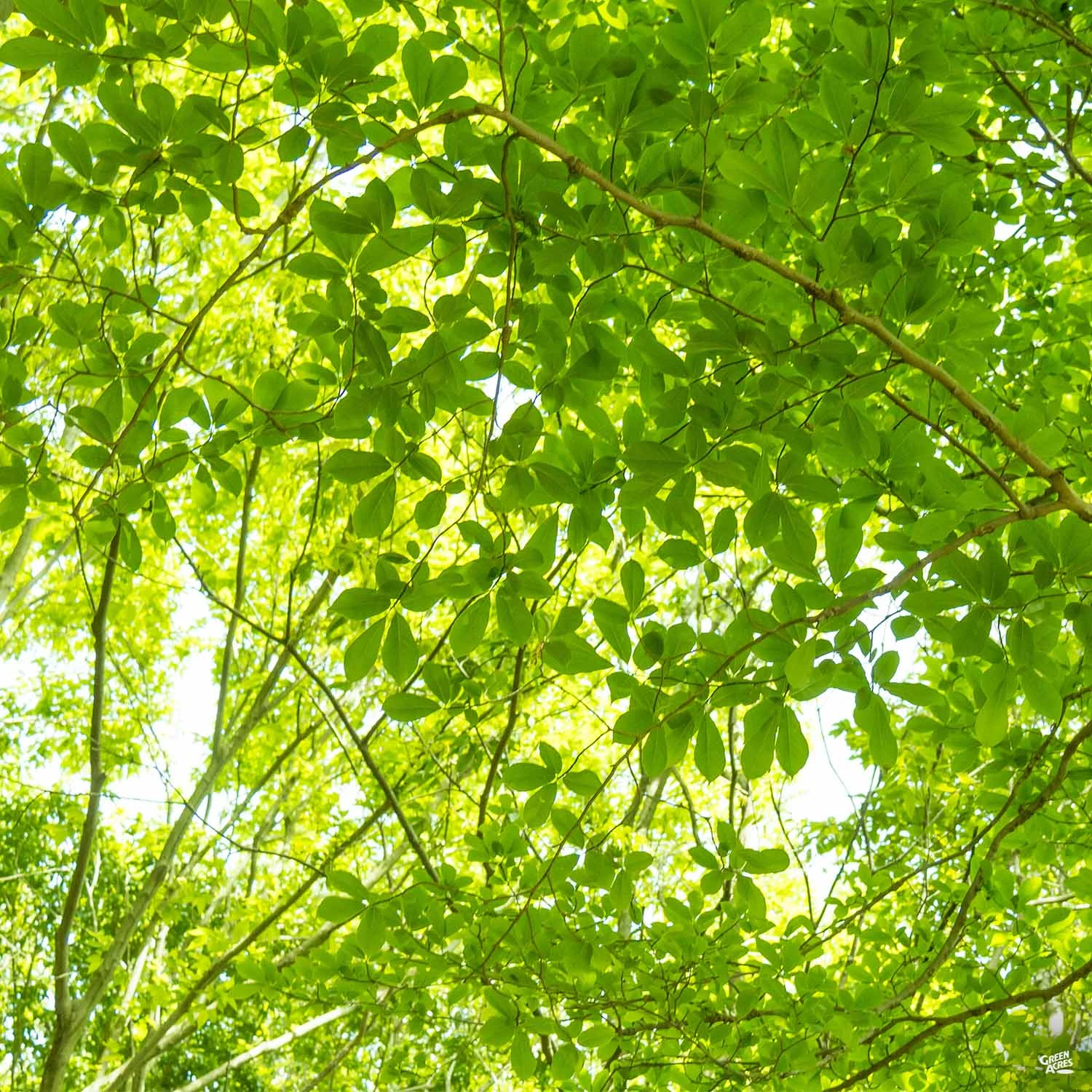 Zelkova 'Village Green' 1 Zelkova 'Village Green'